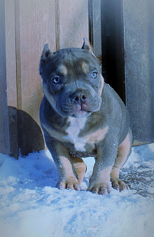 Девочка-булли