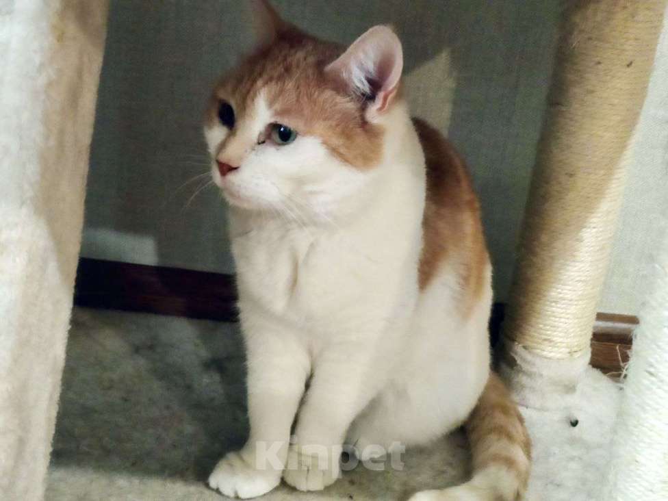 Кошки в Москве: Королевская особа Изабелла ищет дом Девочка, Бесплатно - фото 3