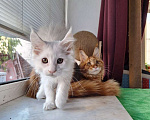 Кошки в Санкт-Петербурге: Blondy Caesarea Мальчик, 40 000 руб. - фото 1