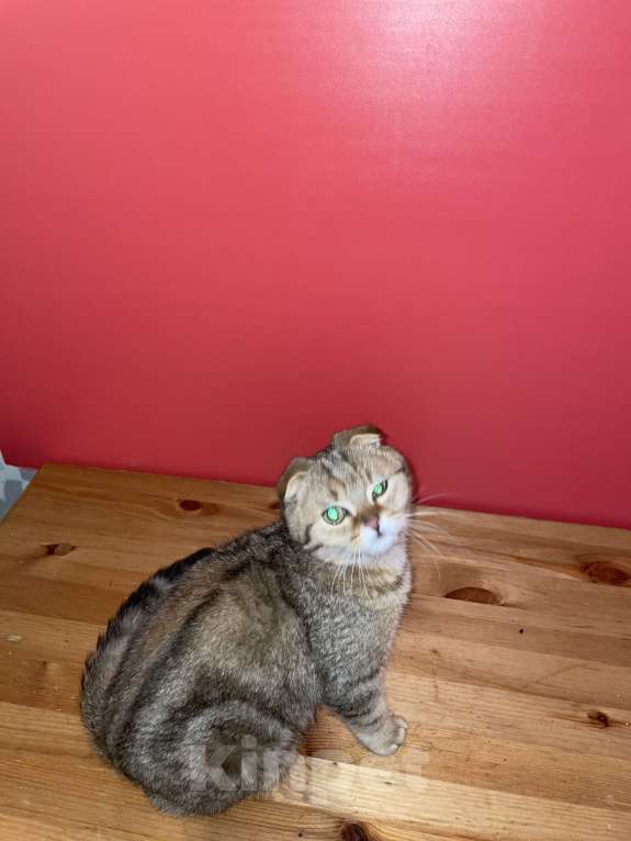 Кошки в Москве: мальчик Мальчик, 30 000 руб. - фото 8