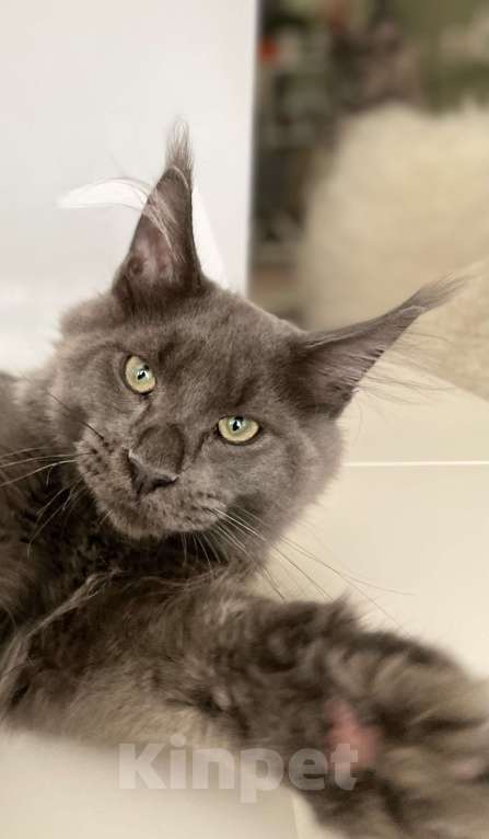 Кошки в Чайковском: кот мейн кун  MCO окрас - Имхо as 09 голубой дымчатый с белым.  Мальчик, 55 000 руб. - фото 6