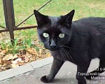 Кошки в Лыткарино: Добрый котик ищет семью Мальчик, Бесплатно - фото 3