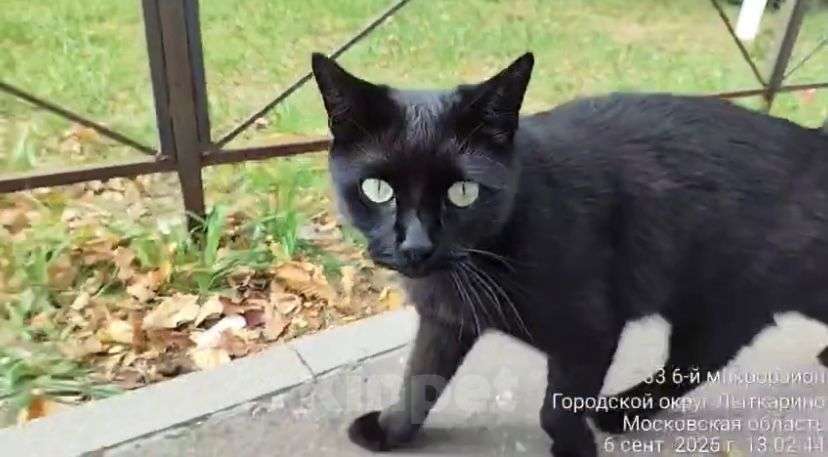 Кошки в Лыткарино: Добрый котик ищет семью Мальчик, Бесплатно - фото 3