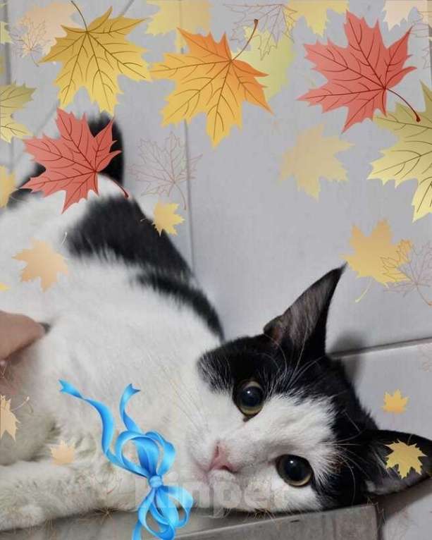 Кошки в Москве: Ласковее кота Вы не найдете точно! Мальчик, 1 руб. - фото 2