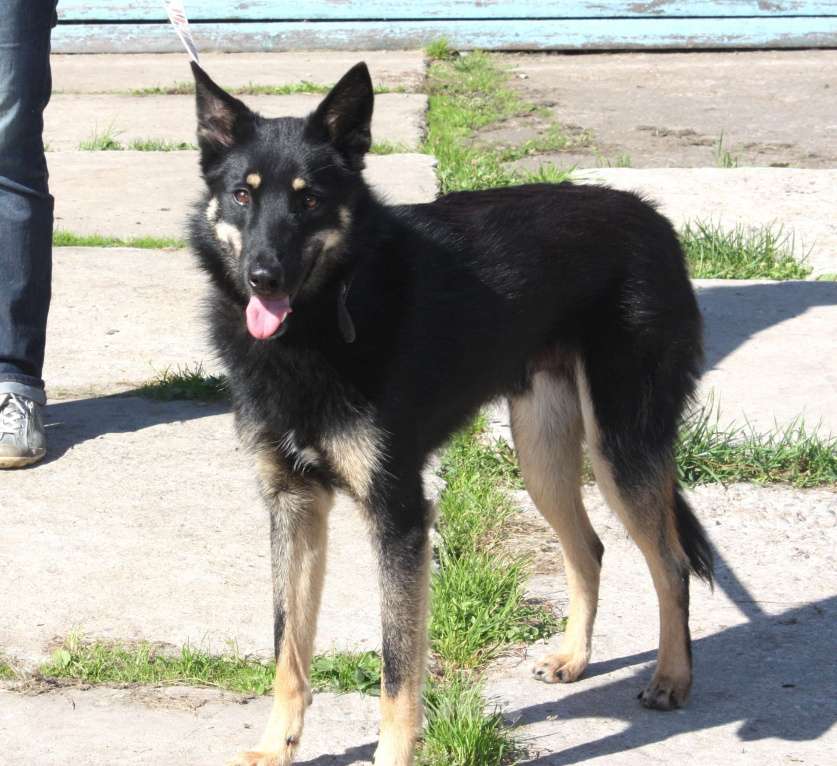 Собаки в Москве: Дружелюбный красавчик Лимончик ищет дом и любимую семью  Мальчик, Бесплатно - фото 1