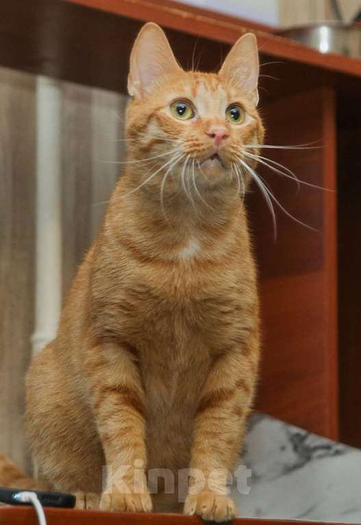 Кошки в Санкт-Петербурге: Рыжий котик Крашик ищет семью Мальчик, Бесплатно - фото 3