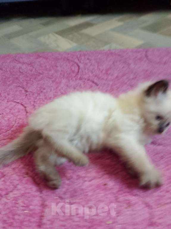 Кошки в Москве: Малышка Ragdoll Девочка, 60 000 руб. - фото 2