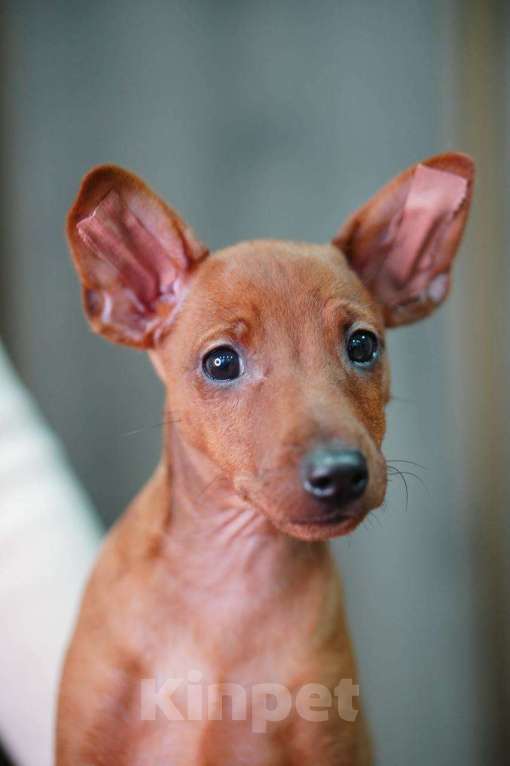 Собаки в Санкт-Петербурге: Щенки цвергпинчера  Мальчик, 65 000 руб. - фото 1