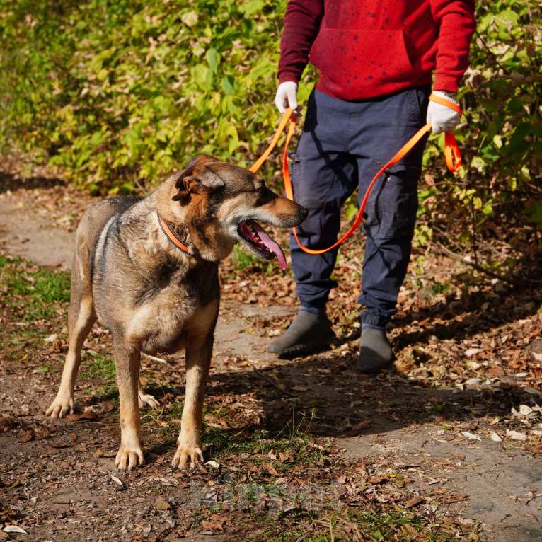Собаки в Балашихе: Джонни Мальчик, Бесплатно - фото 4