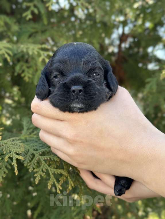 Собаки в Пскове: Американский Кокер Спаниель  Девочка, 30 000 руб. - фото 3