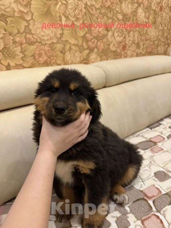 Собаки в Курске: Щенки Монгольского Банхара Разнополые, Бесплатно - фото 5