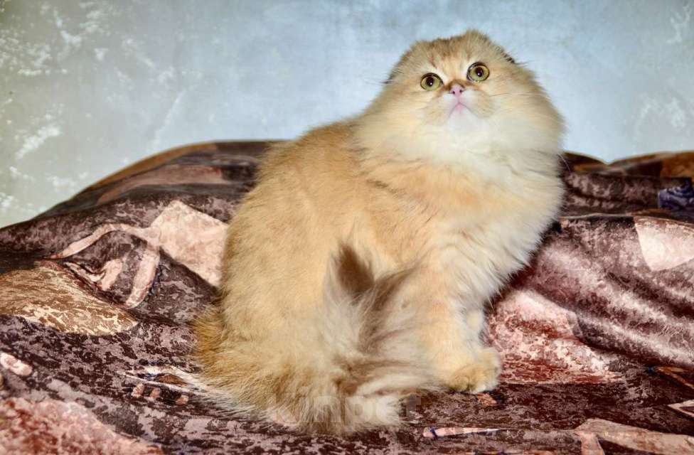 Кошки в Москве: Девочка хайленд фолд Девочка, 35 000 руб. - фото 5