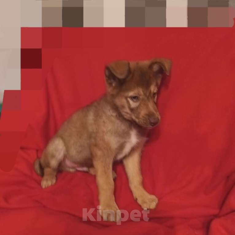 Собаки в Санкт-Петербурге: Щенок в добрые руки Мальчик, Бесплатно - фото 1