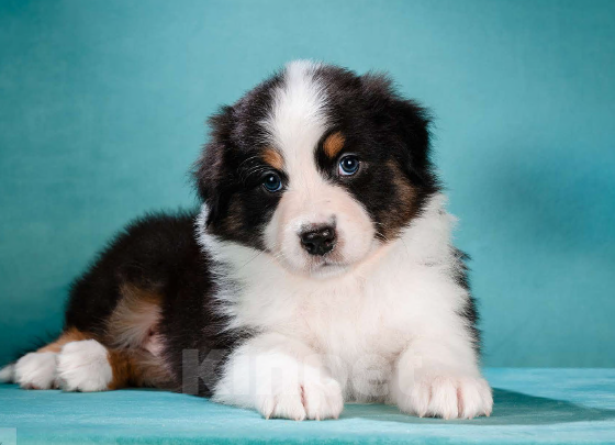 Собаки в других городах Московской области: Австралийская овчарка, щенок Мальчик, 80 000 руб. - фото 1