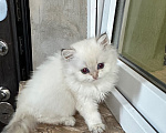 Кошки в Саке: Кошечка!!! Девочка, 25 000 руб. - фото 4