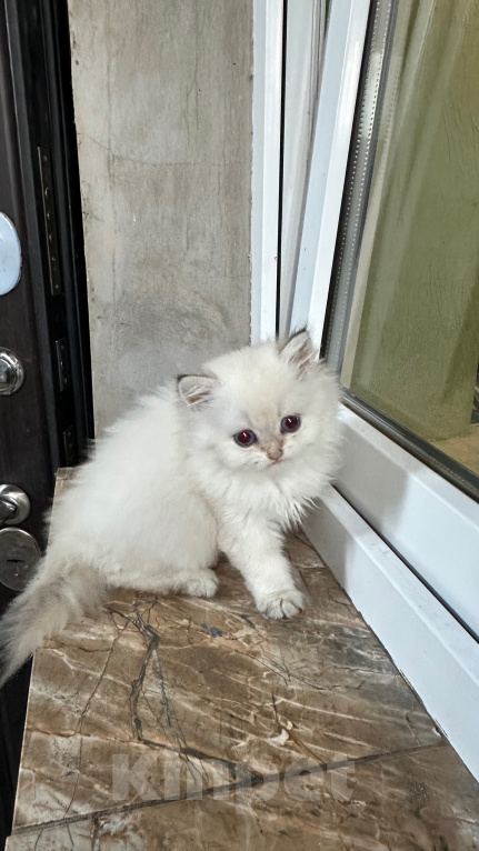 Кошки в Саке: Кошечка!!! Девочка, 25 000 руб. - фото 4