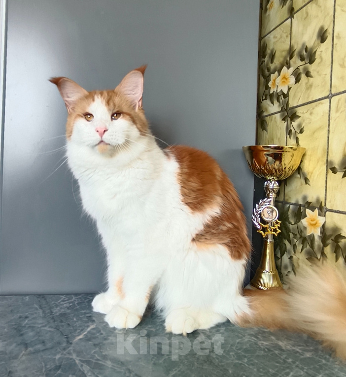 Кошки в Москве: Котёнок Мейн- Кун Девочка Девочка, 20 000 руб. - фото 7