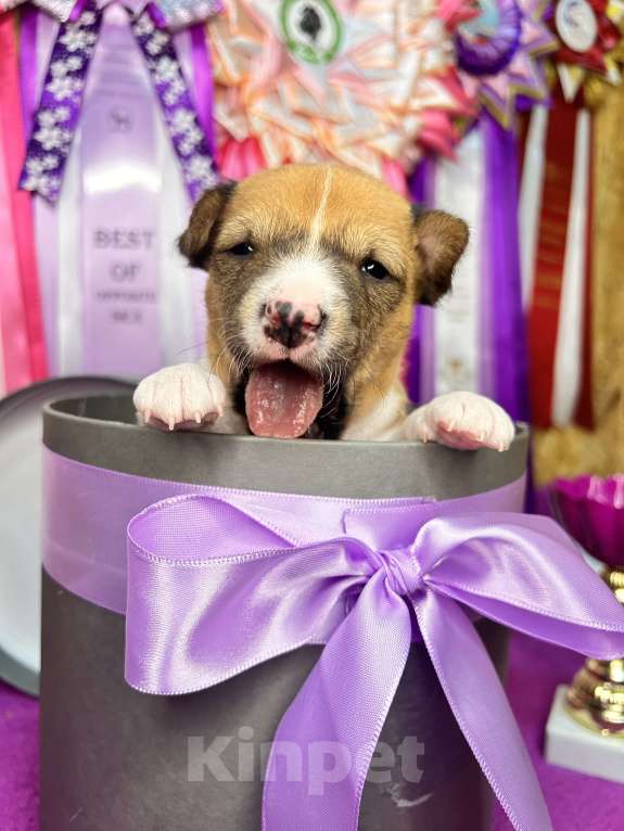 Собаки в Курске: Девочка басенджи  Девочка, 70 000 руб. - фото 8