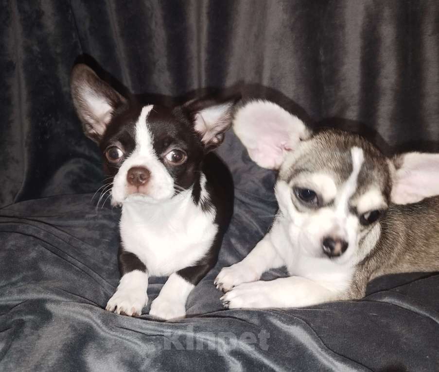 Собаки в Видном: Щенки чихуахуа Девочка, 30 000 руб. - фото 5