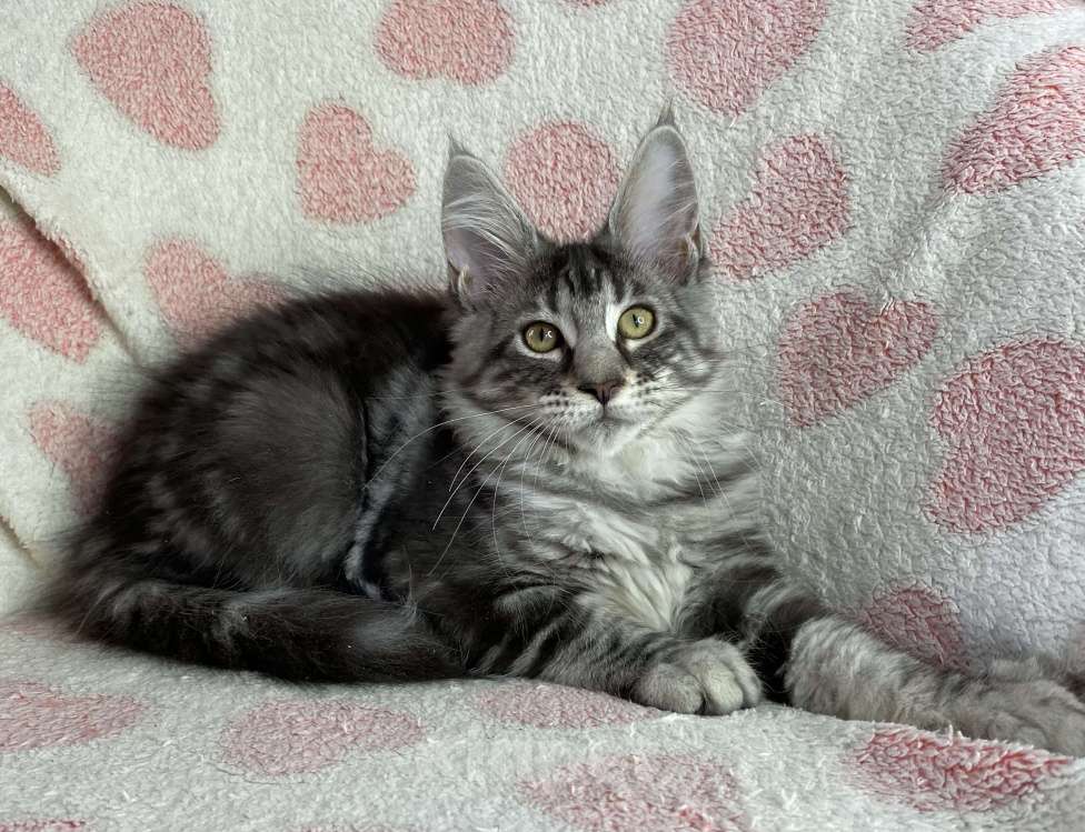 Кошки в Дмитрове: Черная серебристая мраморная девочка мейн кун Zaura Девочка, 25 000 руб. - фото 5