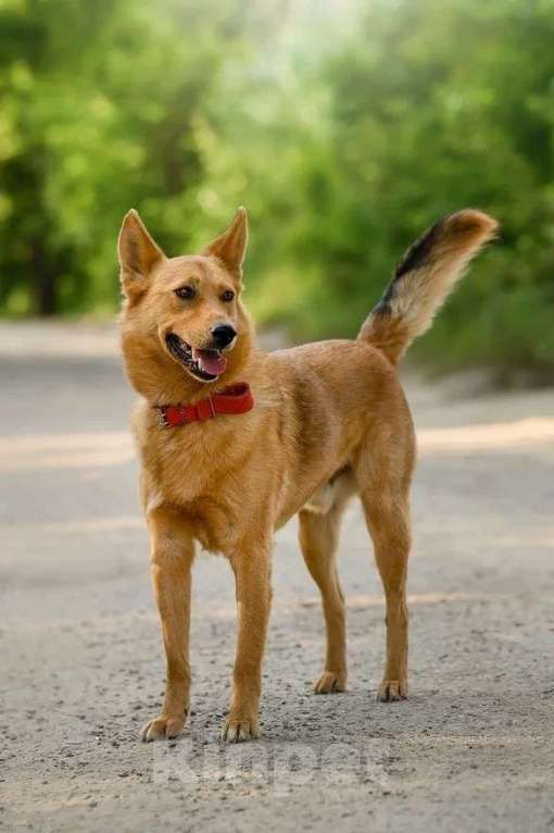 Собаки в Ярославле: Арни Ждет Вас в приюте! Мальчик, Бесплатно - фото 2
