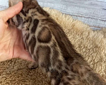 Кошки в Москве: Бенгальский котёнок  Мальчик, 30 000 руб. - фото 4