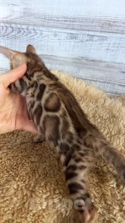 Кошки в Москве: Бенгальский котёнок  Мальчик, 30 000 руб. - фото 4