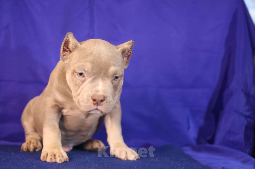 Собаки в Санкт-Петербурге: Щенки американ булли шоколадные и лиловые триколоры Мальчик, Бесплатно - фото 6