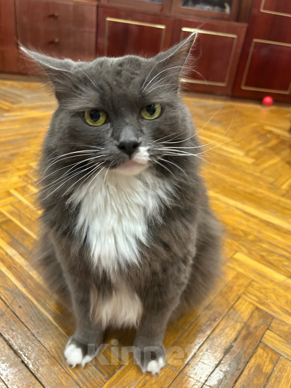 Кошки в Москве: Отдам в добрые руки кошку бесплатно Девочка, Бесплатно - фото 3