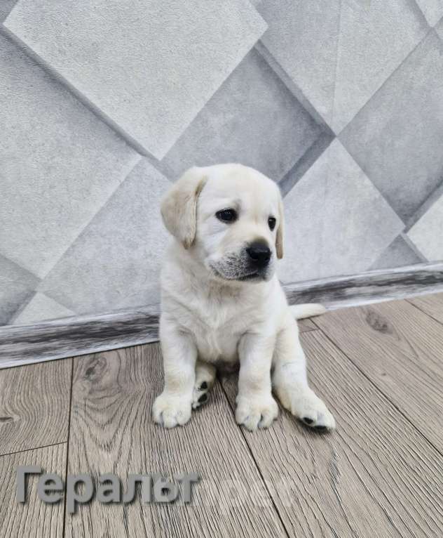 Собаки в Новокузнецке: Щенки Лабрадора РКФ  Мальчик, 65 000 руб. - фото 3