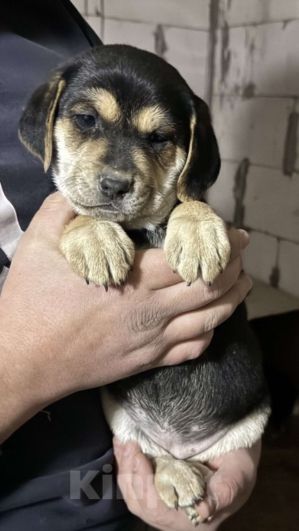 Собаки в Симферополе: Принцесска ищет дом Девочка, 100 руб. - фото 3