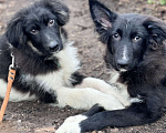 Собаки в Солнечногорске: Арамис Мальчик, Бесплатно - фото 3
