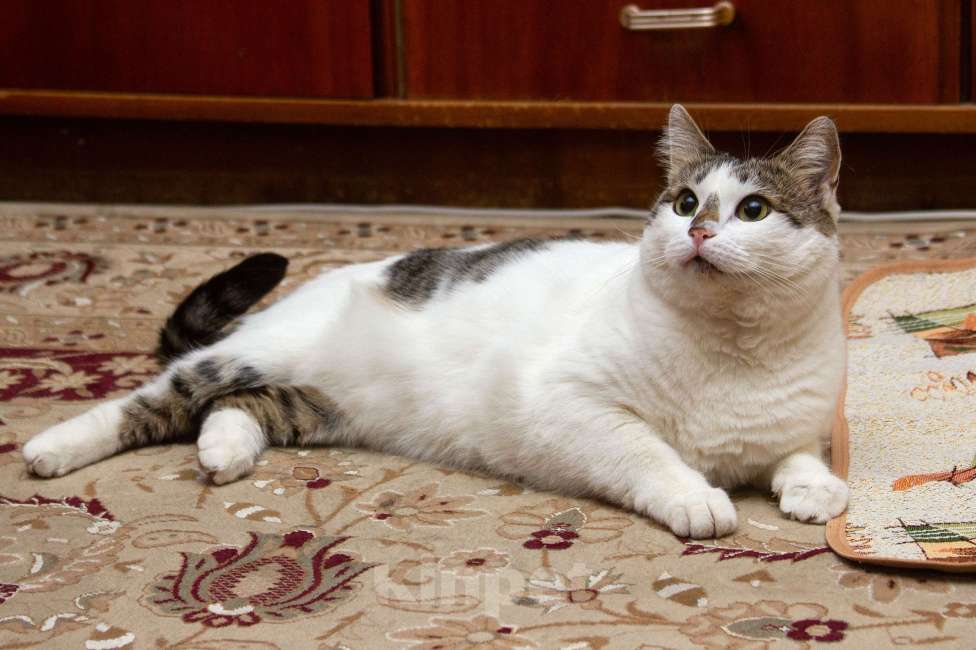 Кошки в Москве: Ищет свою семью плюшевая толстушка Веснушка!  Девочка, Бесплатно - фото 5