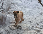 Собаки в Москве: Щенки 2 месяца Москва или Домодедово Мальчик, 3 руб. - фото 5