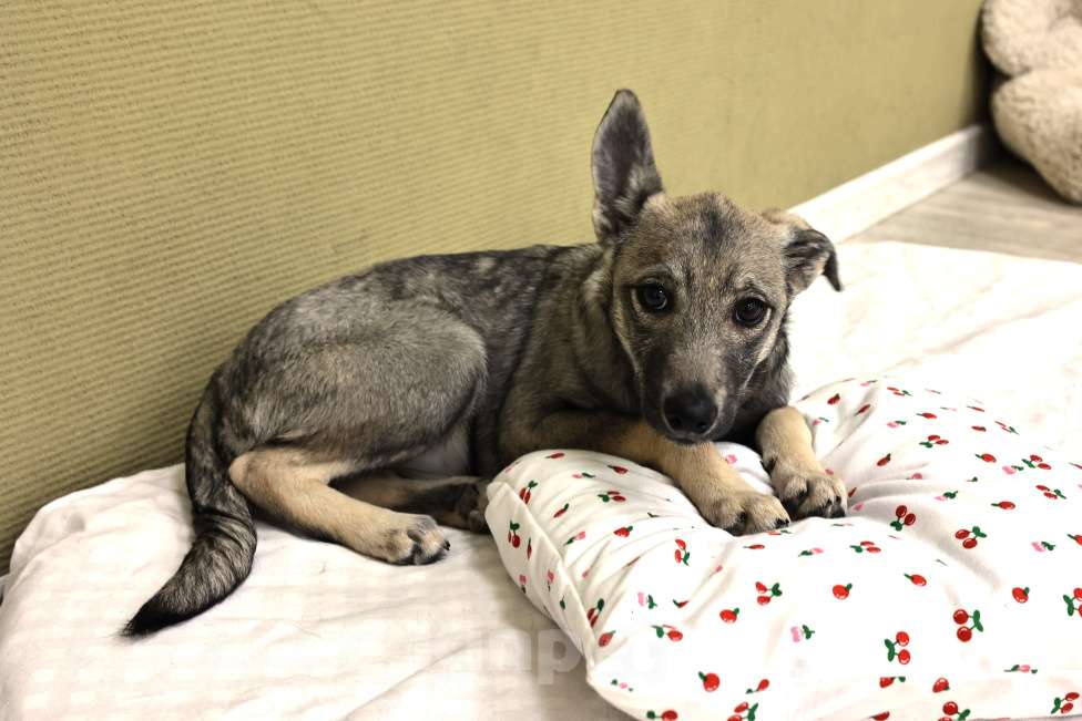 Собаки в Москве: Щенок бесплатно в Москве Девочка, Бесплатно - фото 8