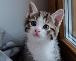 Кошки в Химках: Котик Мальчик, 1 500 руб. - фото 1
