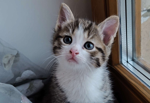 Котик