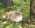 Кошки в других городах Московской области: Потерялась кошечка Маша Девочка, 15 000 руб. - фото 5