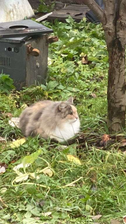Кошки в других городах Московской области: Потерялась кошечка Маша Девочка, 15 000 руб. - фото 5
