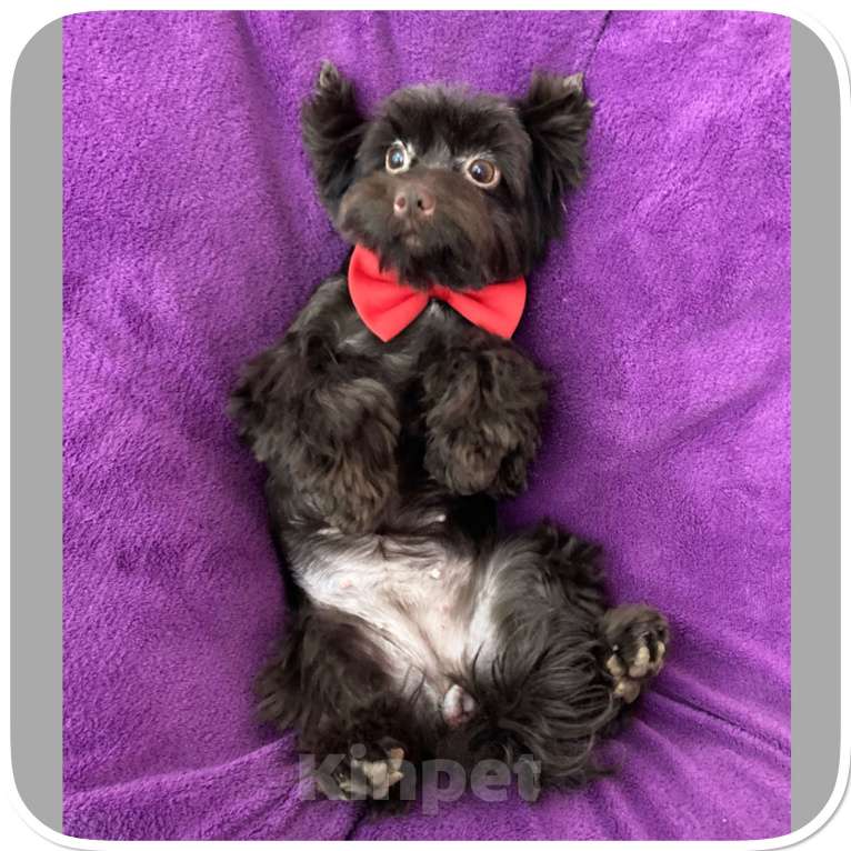 Собаки в Москве: Йорк девочка крупная и взрослая горький шоколад Девочка, 45 000 руб. - фото 4