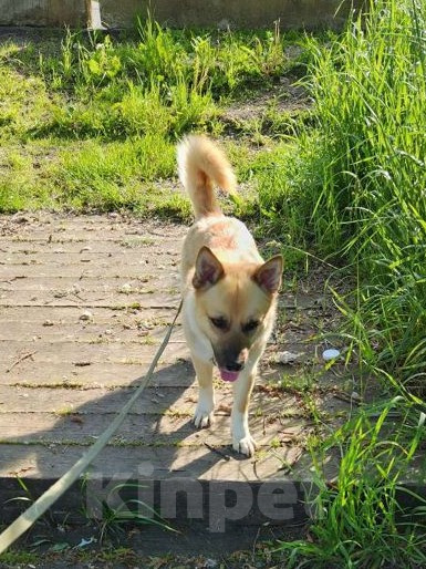 Собаки в Троицке: Умный мальчик ищет хозяина Мальчик, Бесплатно - фото 2