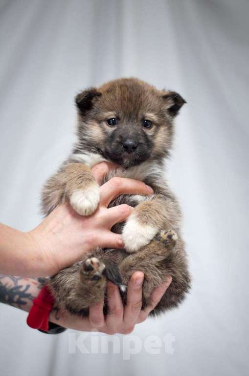 Собаки в Ногинске: Щенок девочка в поиске семьи Девочка, Бесплатно - фото 9