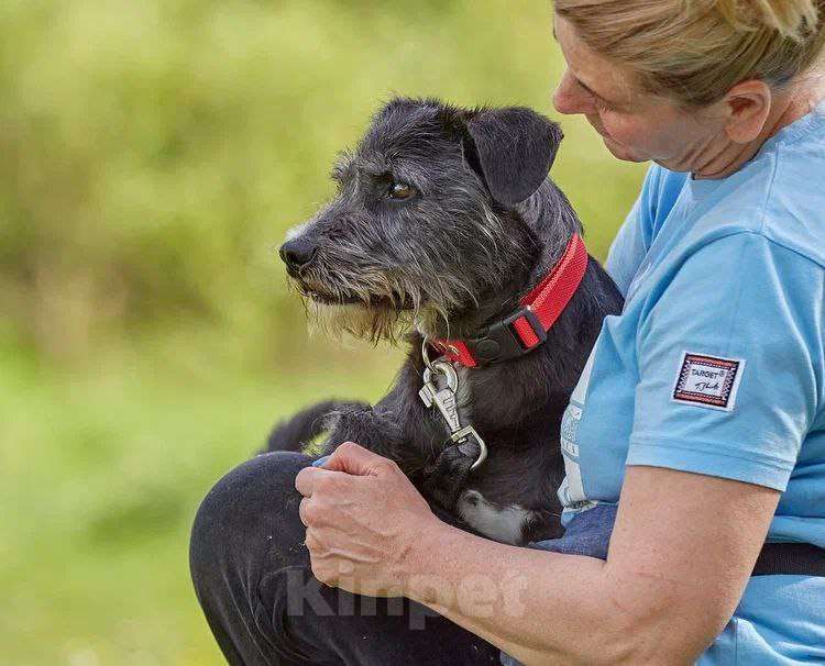 Собаки в Москве: Самый спокойный песель для квартиры Мальчик, Бесплатно - фото 3