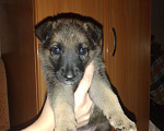 Собаки в Иркутске: Отдам девочку 2 месяца. Девочка, Бесплатно - фото 1