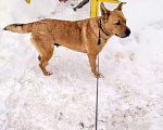 Собаки в Москве: Огненная Джесси-Большеух ищет дом! Девочка, Бесплатно - фото 7