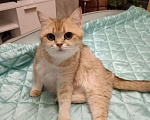 Кошки в Смоленске: Шотландская золотая шиншилла Девочка, Бесплатно - фото 3