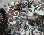 Кошки в Калуге: Котенок бенгал Мальчик, Бесплатно - фото 2