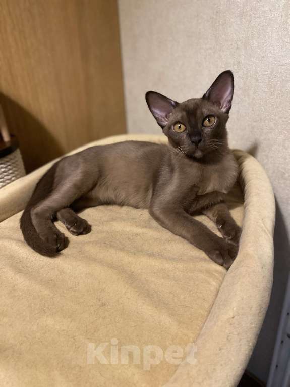 Кошки в Нижнем Новгороде: Бурманские котята Разнополые, 35 000 руб. - фото 8