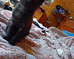 Кошки в Иркутске: Котята в добрые руки  Девочка, Бесплатно - фото 3