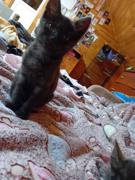 Кошки в Иркутске: Котята в добрые руки  Девочка, Бесплатно - фото 3